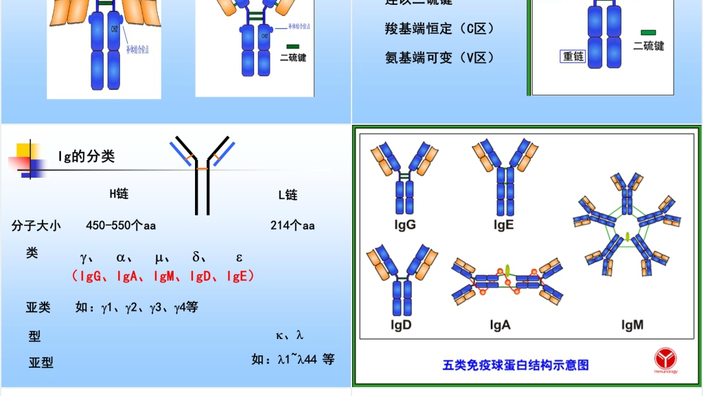 免疫学免疫球蛋白与抗体PPT课件 免疫学免疫球蛋白与抗体PPT课件