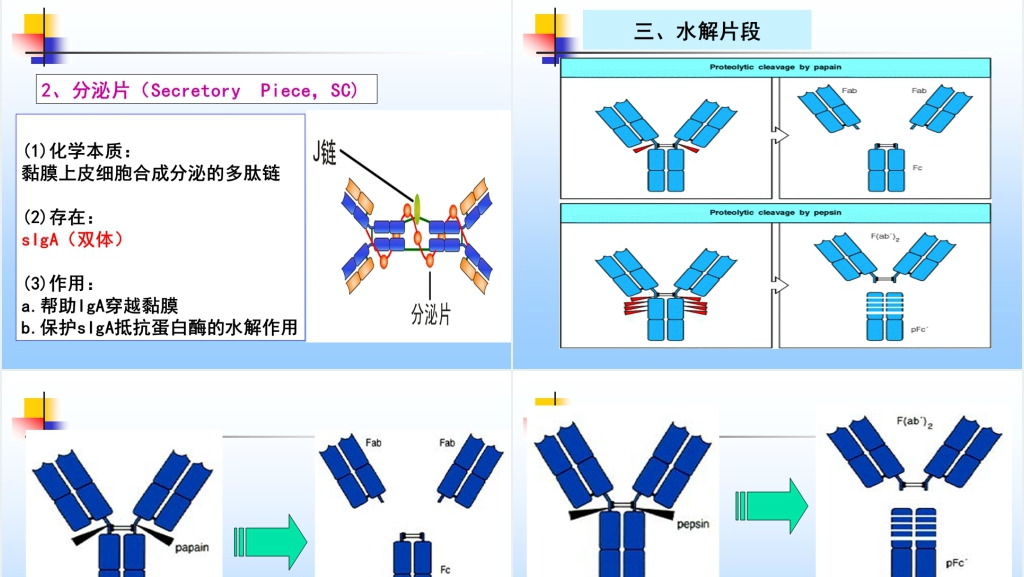 免疫学免疫球蛋白与抗体PPT课件 免疫学免疫球蛋白与抗体PPT课件