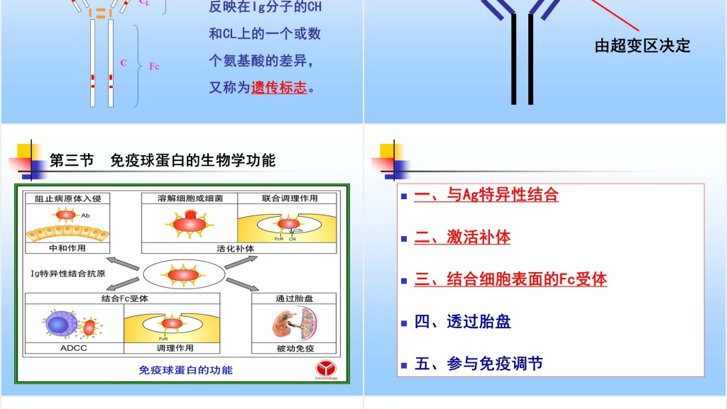 免疫学免疫球蛋白与抗体PPT课件 免疫学免疫球蛋白与抗体PPT课件