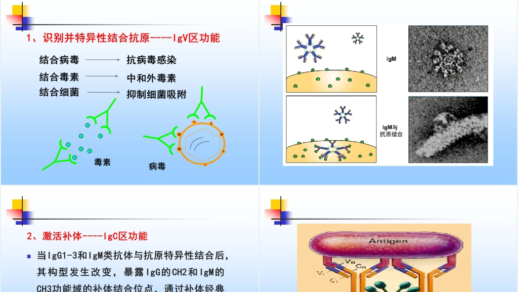 免疫学免疫球蛋白与抗体PPT课件 免疫学免疫球蛋白与抗体PPT课件