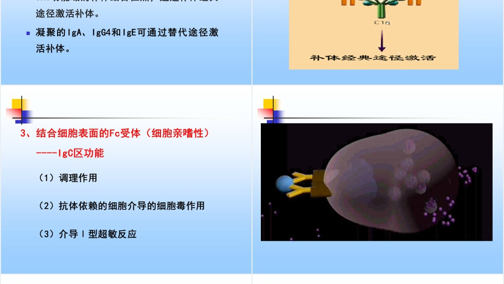 免疫学免疫球蛋白与抗体PPT课件 免疫学免疫球蛋白与抗体PPT课件