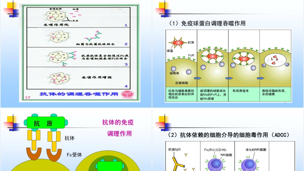 免疫学免疫球蛋白与抗体PPT课件 免疫学免疫球蛋白与抗体PPT课件