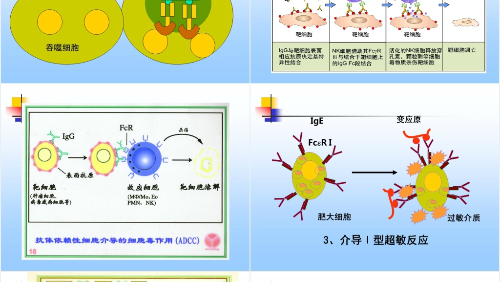 免疫学免疫球蛋白与抗体PPT课件 免疫学免疫球蛋白与抗体PPT课件