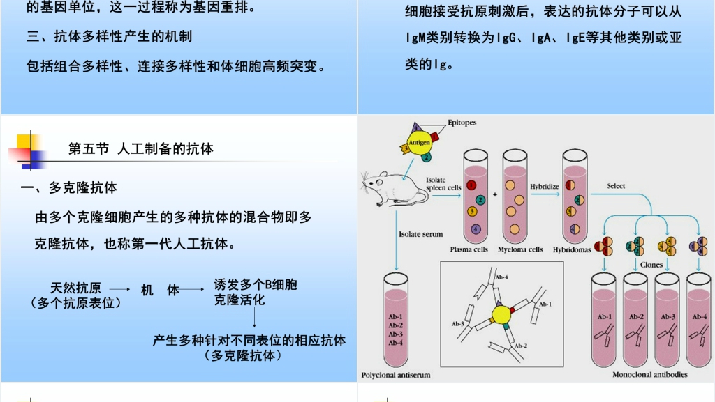 免疫学免疫球蛋白与抗体PPT课件 免疫学免疫球蛋白与抗体PPT课件