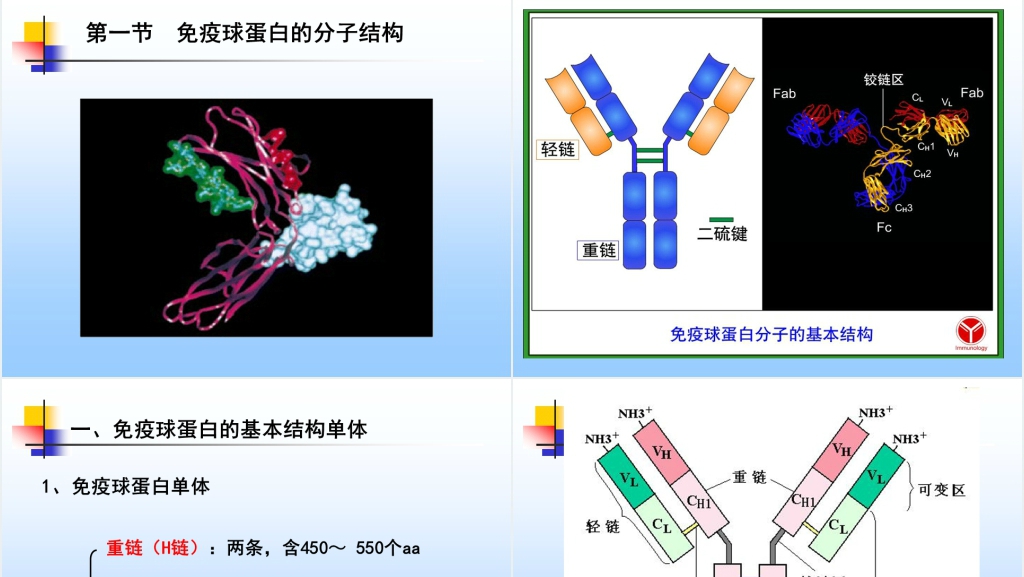 免疫学免疫球蛋白与抗体PPT课件 免疫学免疫球蛋白与抗体PPT课件