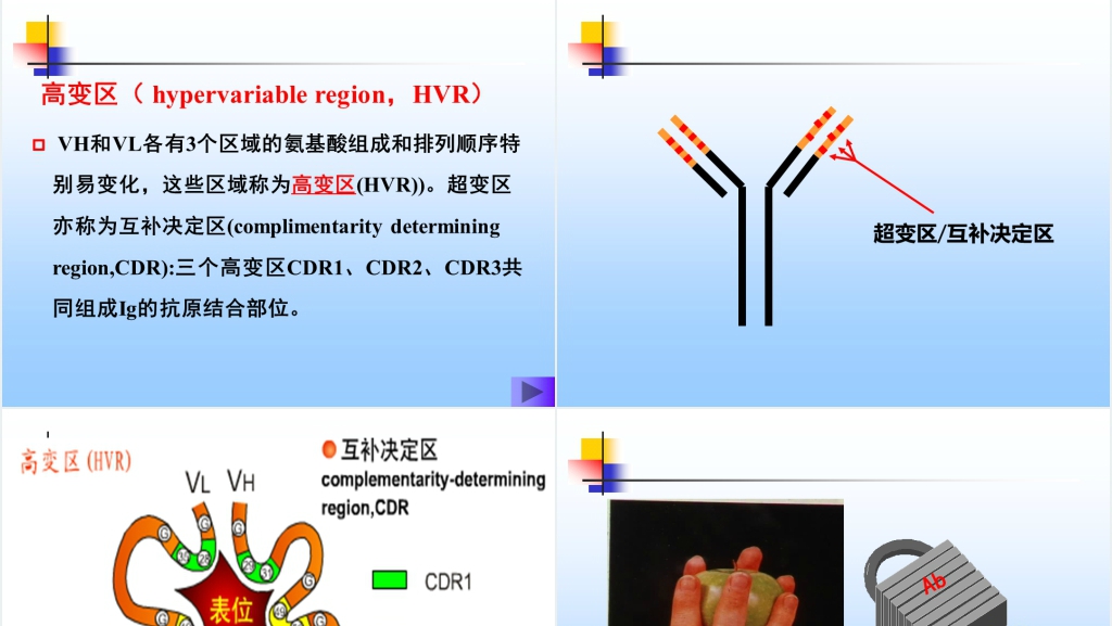 免疫学免疫球蛋白与抗体PPT课件 免疫学免疫球蛋白与抗体PPT课件