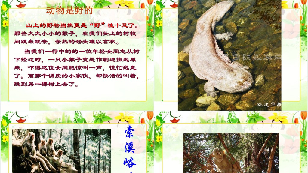 《索溪峪的“野”》课文教案PPT课件 《索溪峪的“野”》课文教案PPT课件