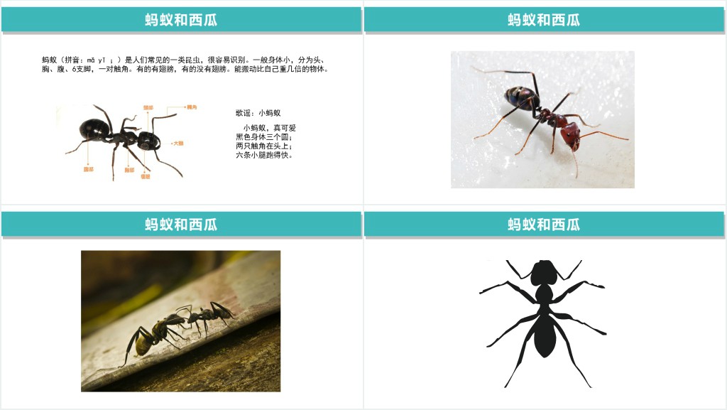 幼儿园美术教案蚂蚁和西瓜PPT课件 幼儿园美术教案蚂蚁和西瓜PPT课件