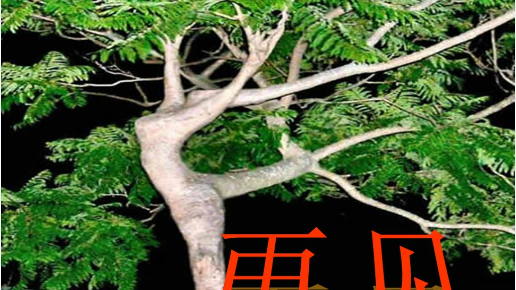 正比例函数教案PPT课件 正比例函数教案PPT课件
